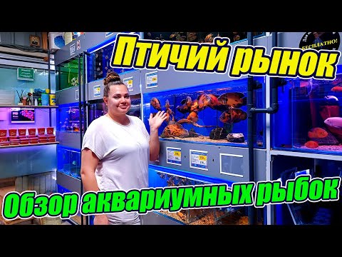 Видео: Птичий рынок возродился в новом формате! Всё совмещено, как ....