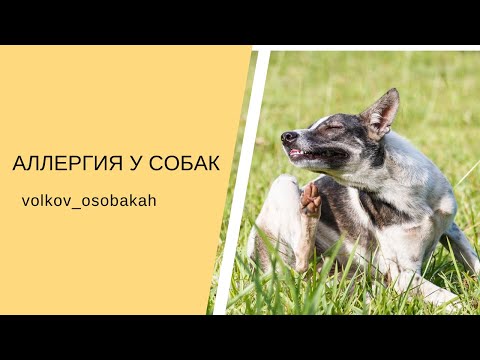 Видео: Аллергия у собак. Пищевая аллергия собак. Причниы зуда у собаки? Аллергия на блох