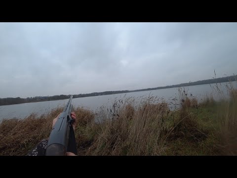 Видео: Вечерний выход по утка. 30.10.2025