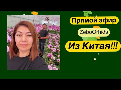 Видео: ОРХИДЕИ в китайских теплицах | ZeboOrhids в Китае!