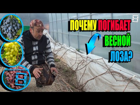 Видео: ПОЧЕМУ ВЕСНОЙ ВАЖНО ДЕРЖАТЬ ОТКРЫТОЙ ВИНОГРАДНУЮ ТЕПЛИЦУ? СЕВЕРНЫЙ ВИНОГРАДНИК 23-11