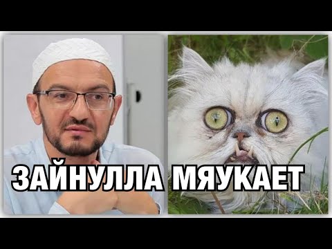 Видео: Зайнула дай ответ Сайфуле и Рамазану хватить мяукать!