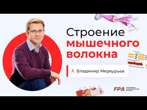 Видео: Строение мышечного волокна | Владимир Меркурьев (FPA)