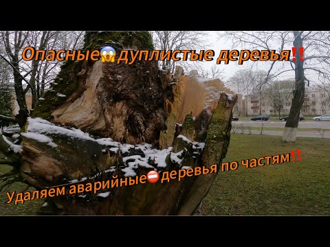 Видео: Арбористика‼️Удаляем деревья в очень аварийном состоянии. Опасные Деревья😱 в критическом состоянии!