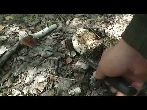 Видео: Нашествие груздей, первый сбор 2023