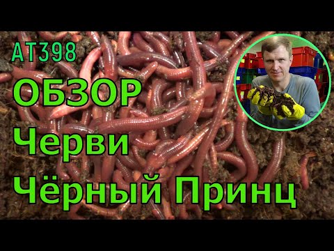 Видео: АТ398 черви Чёрный Принц ОБЗОР ИП Ткаченко Андрей Сергеевич