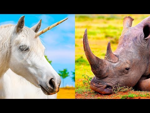 Видео: Почему единороги так популярны в наши дни