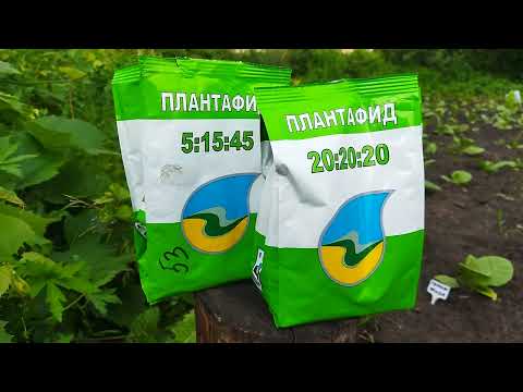 Видео: Подкормка табака. Плантафид. 14.06.2024г.