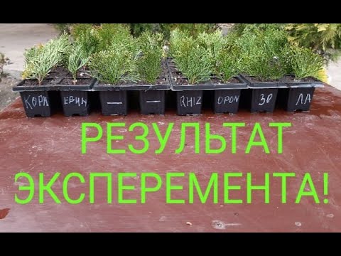 Видео: РЕЗУЛЬТАТ ЭКСПЕРЕМЕНТА С УКОРЕНИТЕЛЯМИ! В чём лучше укореняются черенки туи смарагд!🌳