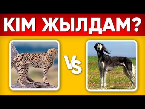 Видео: ҚАЙ ЖАНУАР ЖЫЛДАМ? | ҚАЗАҚША ЛОГИКАЛЫҚ СҰРАҚТАР\10 СЕКУНДТТА ЖАУАП БЕР/КАЗАКША QUIZ🧠