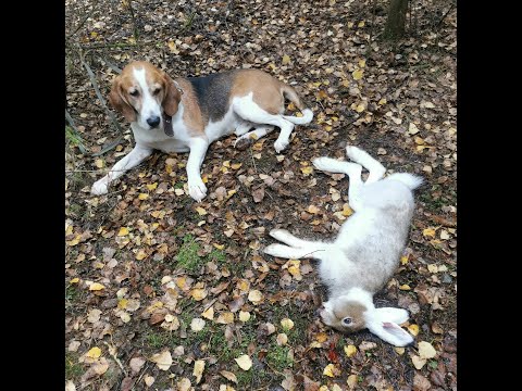 Видео: Охота с эстонской гончей на зайца 22.10.2023