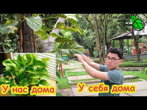Видео: ПОСМОТРИТЕ, КАК ОНИ ВЫГЛЯДЯТ У СЕБЯ ДОМА!