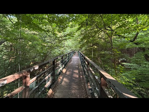 Видео: В горном лесу🌳🌲🌳сентябрь 2025г.