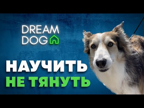 Видео: Как отучить собаку тянуть поводок 🐶 Пошаговая методика