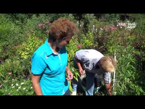 Видео: Как вырастить персики  Персики в кадочной культуре