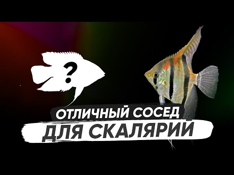 Видео: Отличный сосед для Скалярий