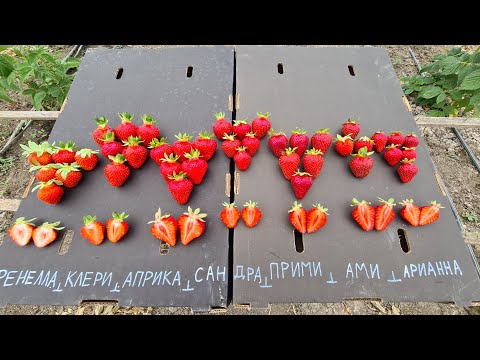 Видео: Обзор КСД сортов.Клери.Априка.Сандра.Прими.Ами.Арианна.Фенелла.