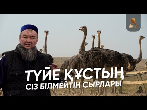 Видео: МЕДРЕСЕГЕ ТҮЙЕ ҚҰСТЫҢ НЕ КЕРЕГІ БАР?