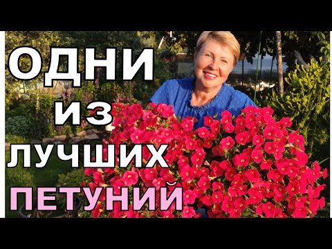 Видео: Эта ПЕТУНИЯ обалденная. Даже в маленьком горшке будет радовать все лето