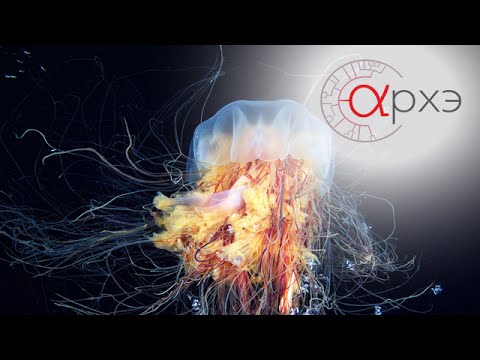 Видео: Александр Семенов: "Подводный мир холодных морей"