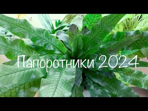 Видео: Обзор папоротников 2024