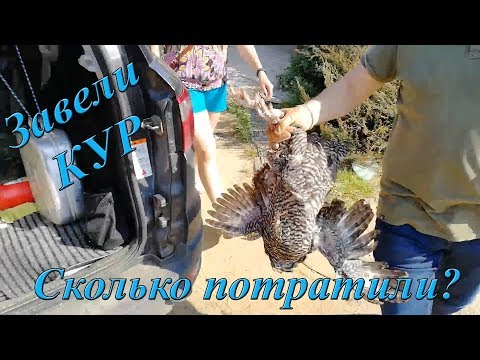 Видео: Купили кур. Сколько стоит? Мини видео.