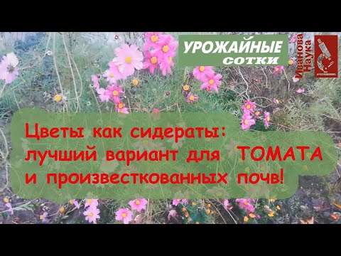 Видео: Цветы как сидераты. Ч. 2. Космея - красота для плодородия и урожая!