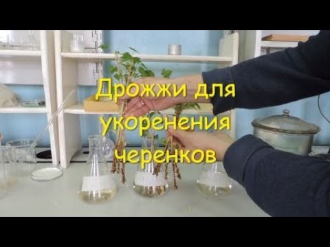 Видео: Дрожжи для укоренения черенков