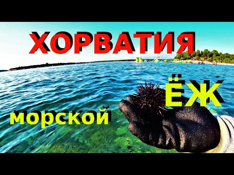 Видео: Отдых в Хорватии 2020. Ловим и едим морских Ежей.Икра морского Ежа. Как правильно есть морского Ежа.