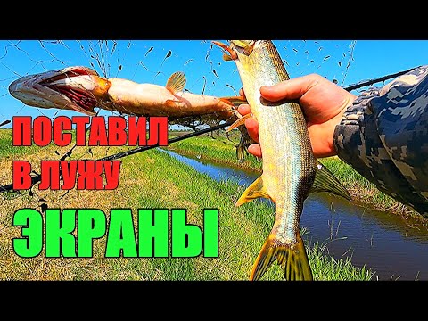Видео: 2 ЩУКИ ЗА РАЗ!!! - на один экран я ещё не ловил никогда!!! Незабываемая рыбалка.