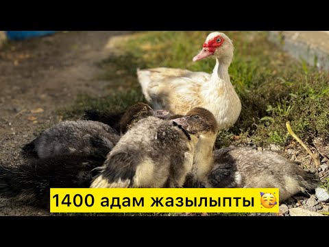 Видео: Каналымызға 1400 адам жазылған. 