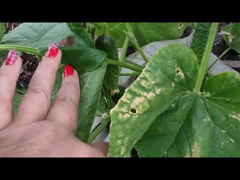 Видео: Обзор огурцов в мешках на 12 июня 2022 года.