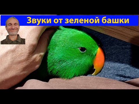 Видео: О чем говорят попугаи, когда думают, что рядом никого нет? (видео 674)