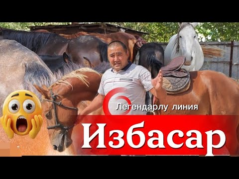 Видео: Избасар Ата теги уругу кругу жараган ат 