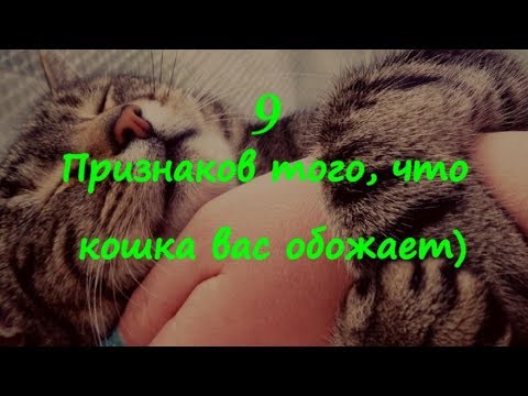 Видео: 9 ПРИЗНАКОВ ТОГО ЧТО КОШКА ВАС ОБОЖАЕТ  9 SIGNS THAT THE CAT ADORES YOU