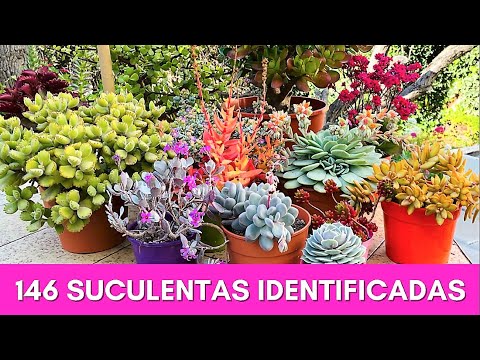 Видео: 146 суккулент ИДЕНТИФИЦИРОВАНО | Научные названия
