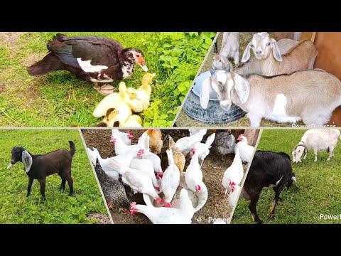 Видео: Приучаю Норку к выпасу/ Козлята как поросята/ Управа на хозяйстве 🐐🐔🐓🐍🐤🐄🐮🙃