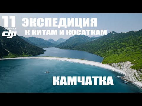 Видео: Экспедиция к китам и косаткам. Камчатка. Тихий океан.