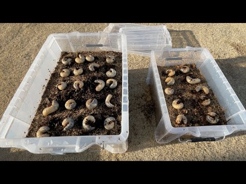 Видео: Сделал разведение, чтобы личинки жуков легко взрослеют.