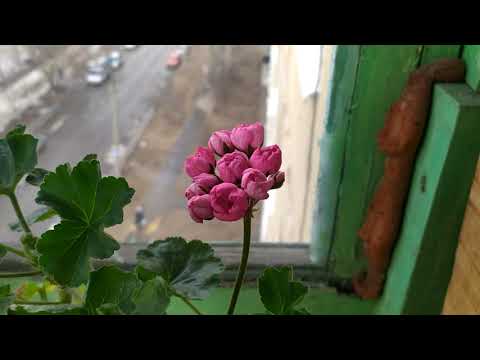 Видео: Pac Happy Birthday- тюльпанка, покорившая меня с первого взгляда!
