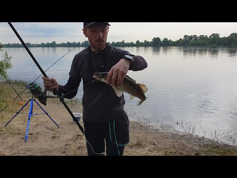 Видео: Ловля судака на донки/Ловля живца на малявочницу/Рыбалка на живца с берега/Видеоотчет Июнь 2023