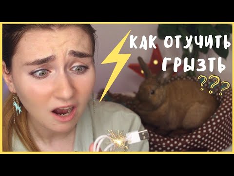 Видео: КРОЛИК ГРЫЗЁТ ОБОИ И ПРОВОДА ЧТО ДЕЛАТЬ? / КАК ОТУЧИТЬ КРОЛИКА ГРЫЗТЬ ОБОИ И ПРОВОДА?