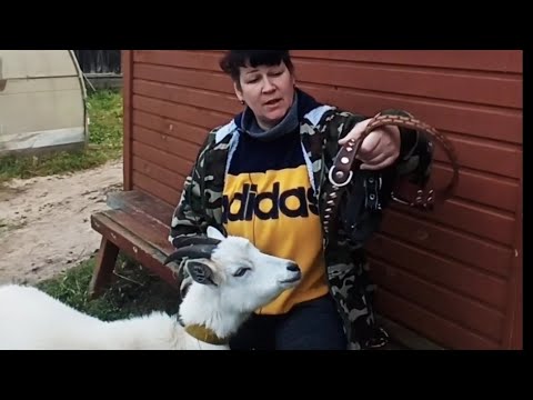 Видео: Занимаемся по хозяйству/Новые ОШЕЙНИКИ для КОЗ и Бычка