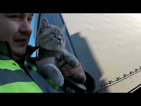 Видео: Рейс в #Хакасию село #Коммунар (Часть 2) (перезалив) #котдальнобой #котдальнобой