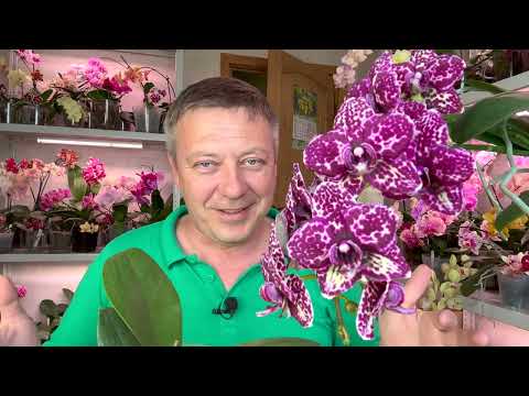 Видео: когда поливать ОРХИДЕИ? смотреть по корням орхидеи или по грунту