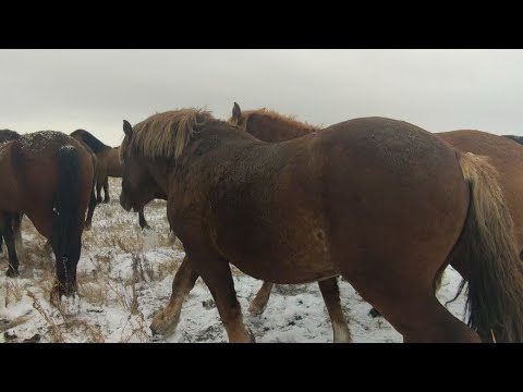 Видео: Болезни лошадей: ринопневмония, сальмонеллёз оборота кобыл.