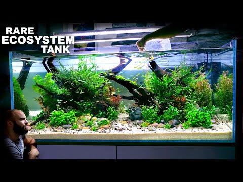 Видео: Редкий экосистемный аквариум: сотни редких нано-рыб — ЭПИЧЕСКОЕ руководство по созданию акваскейп...