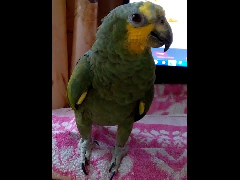 Видео: Венесуэльский амазон или Как выжить в квартире с большим попугаем/Часть 1. Вступление.