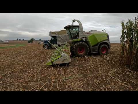 Видео: Начало рубки 1300 с помощью Claas 970