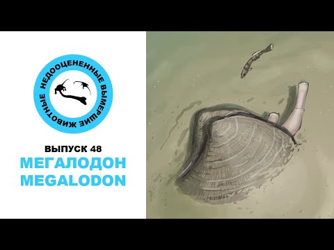 Видео: Недооцененные Вымершие Животные. Выпуск 48: Мегалодон (Megalodon)